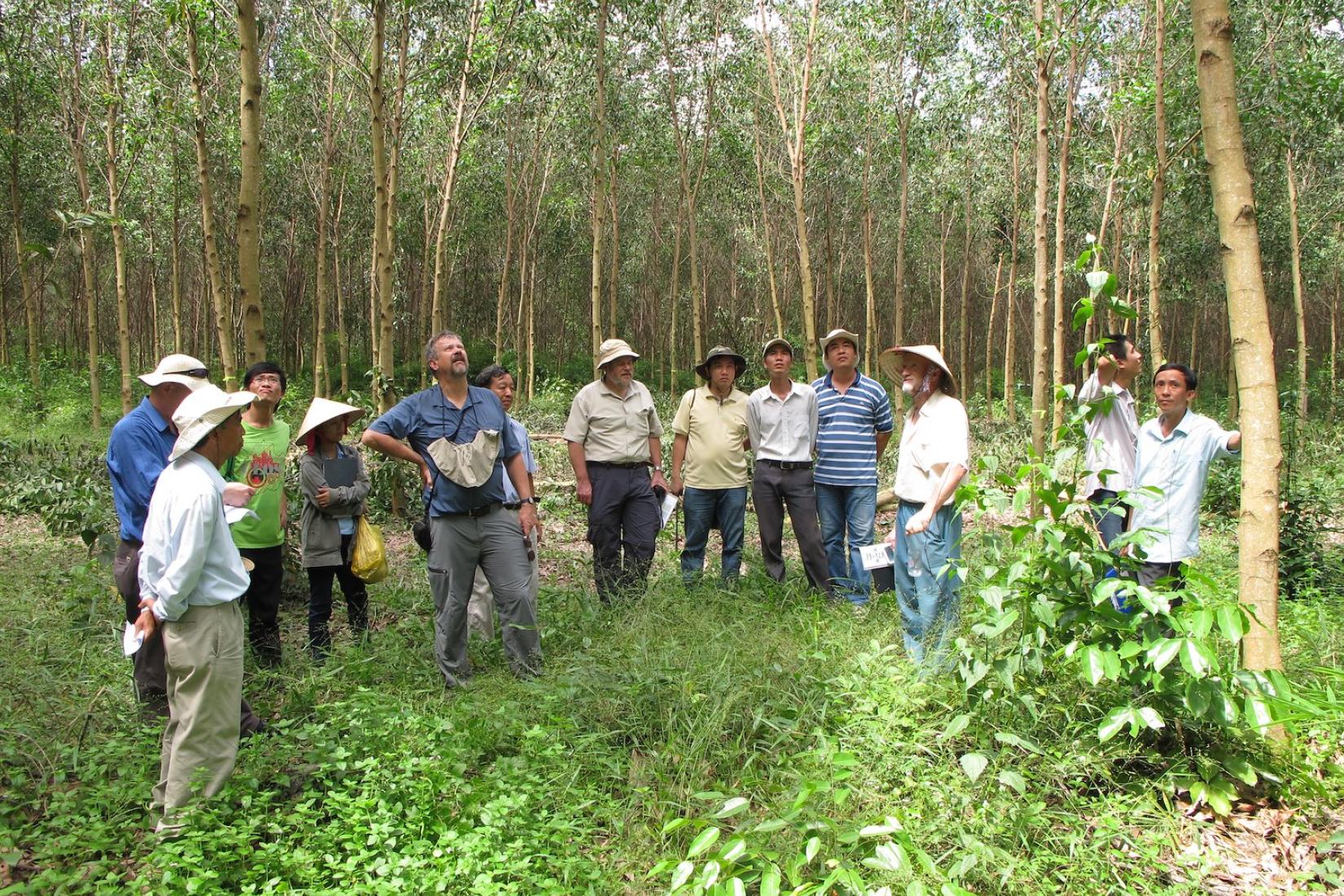 Group of people standing in a forest of young Acacia trees