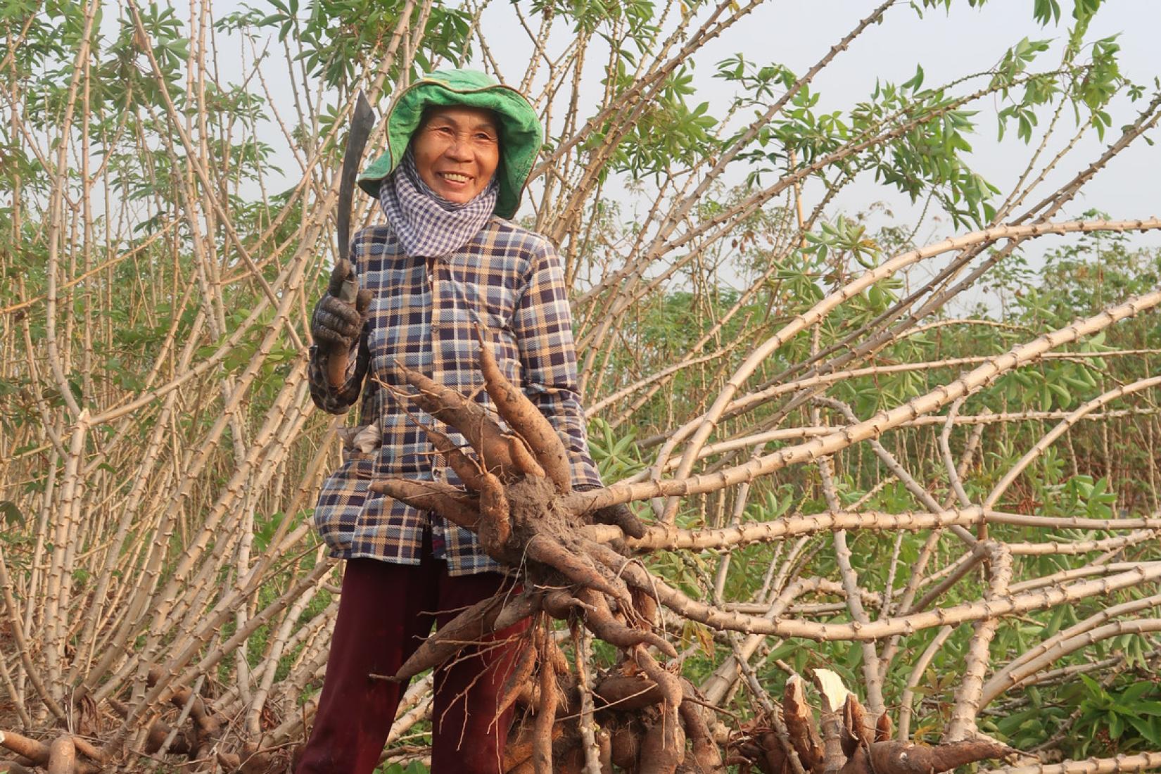 Farmer Tra Thi Tron is harvesting a cassava variety introduced by IITA in the second trial in Tay Ninh province, Vietnam.