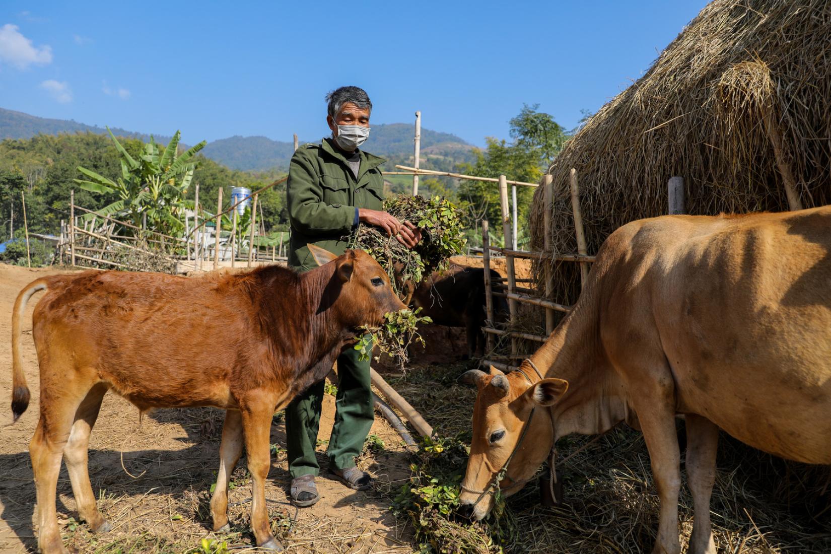 Vietnam farmer with cow