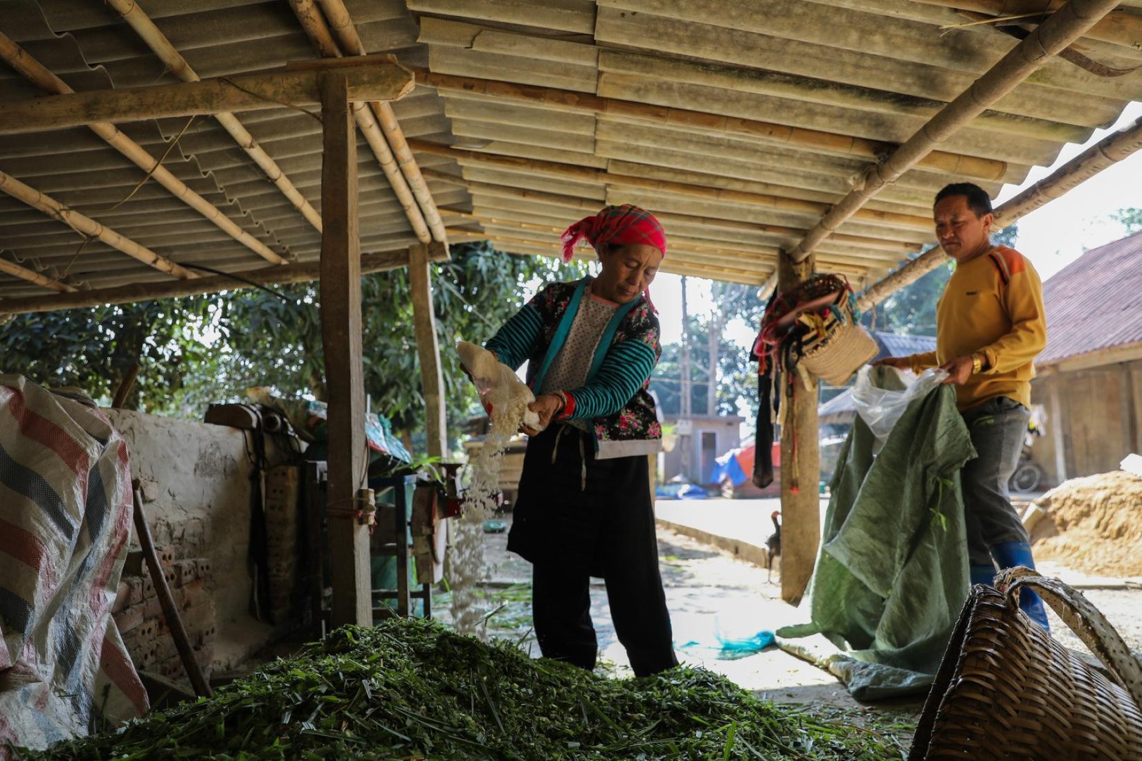 Woman and man making silage