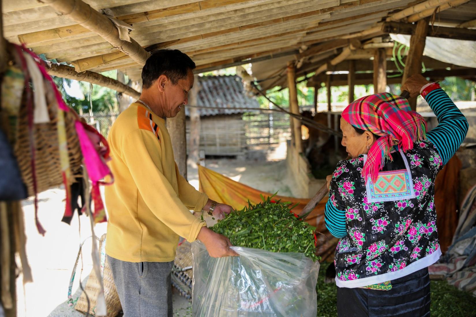 Woman and man making silage