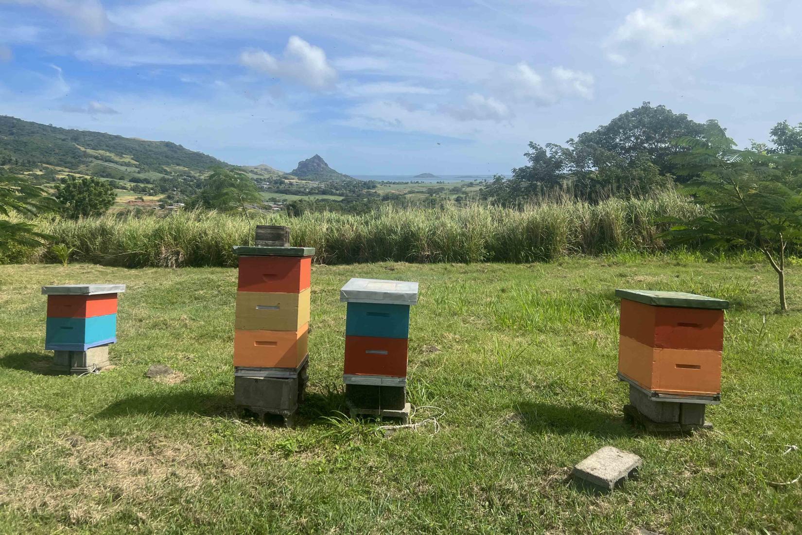 beehives in the Pacific 