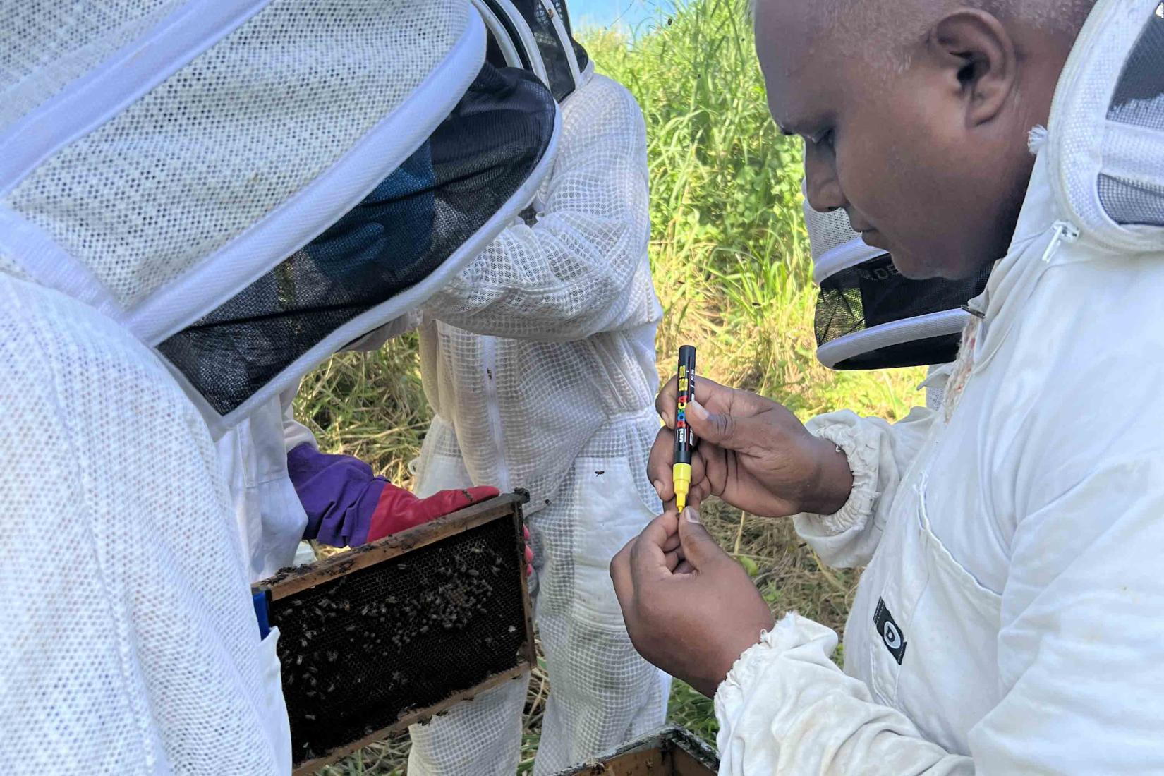 A new queen bee is marked for easy identification in the hive.