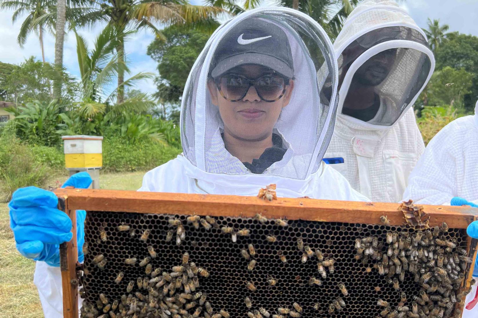Beehive inspection 