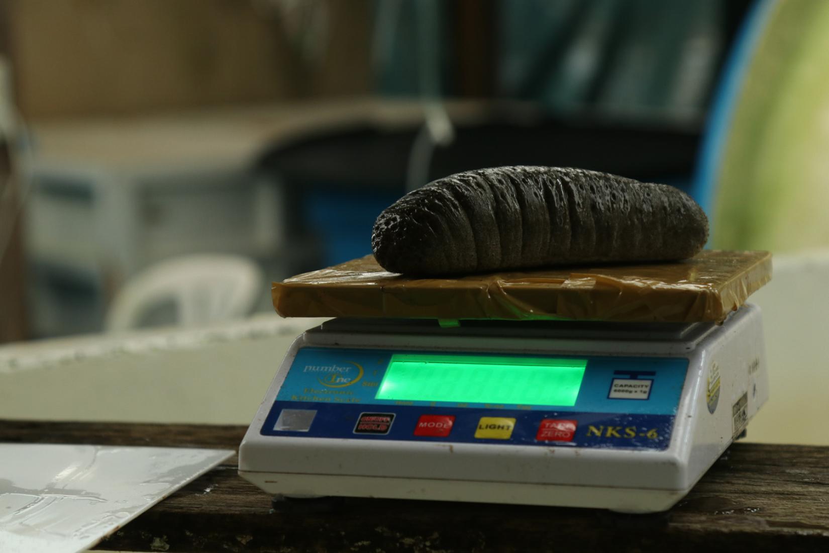 Staff of Philippines Bureau of Fisheries and Aquatic Resources weighing sandfish in Eastern Samar, Philippines.