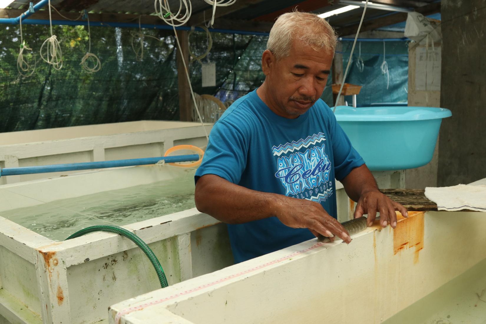 Staff of Philippines Bureau of Fisheries and Aquatic Resources measuring sandfish in Eastern Samar, Philippines.