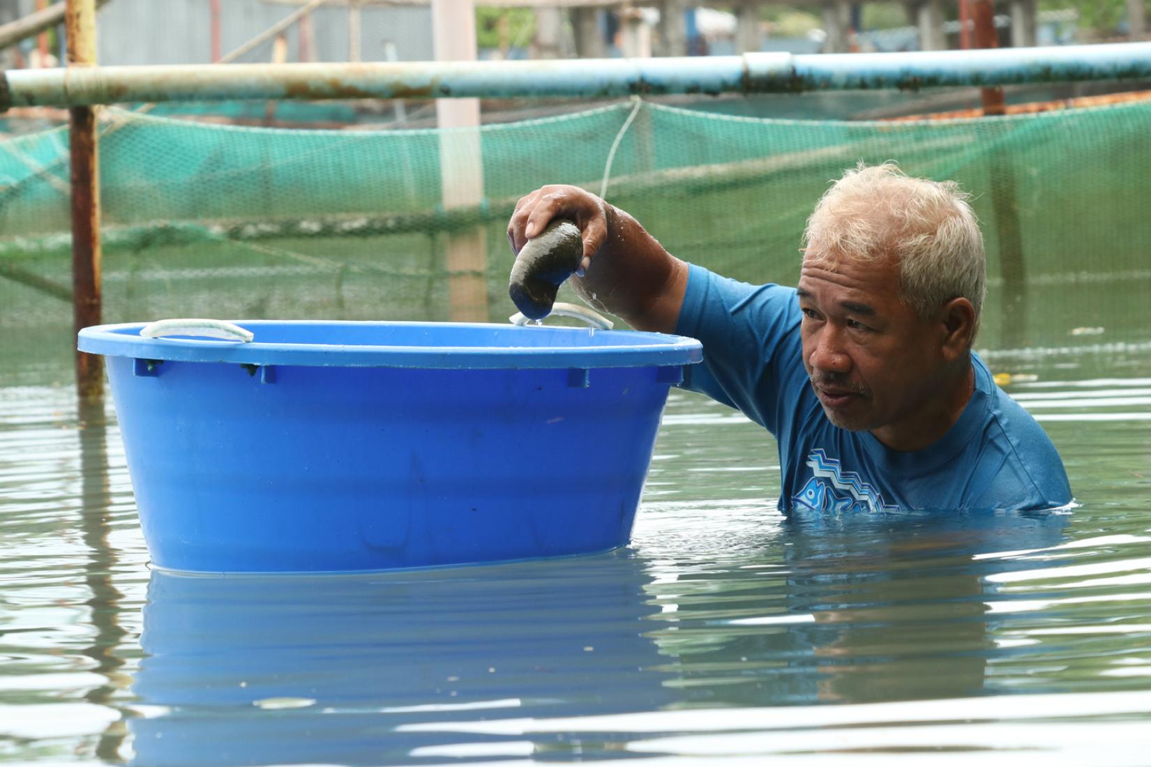 Philippines Bureau of Fisheries and Aquatic Resources staff harvesting sandfish