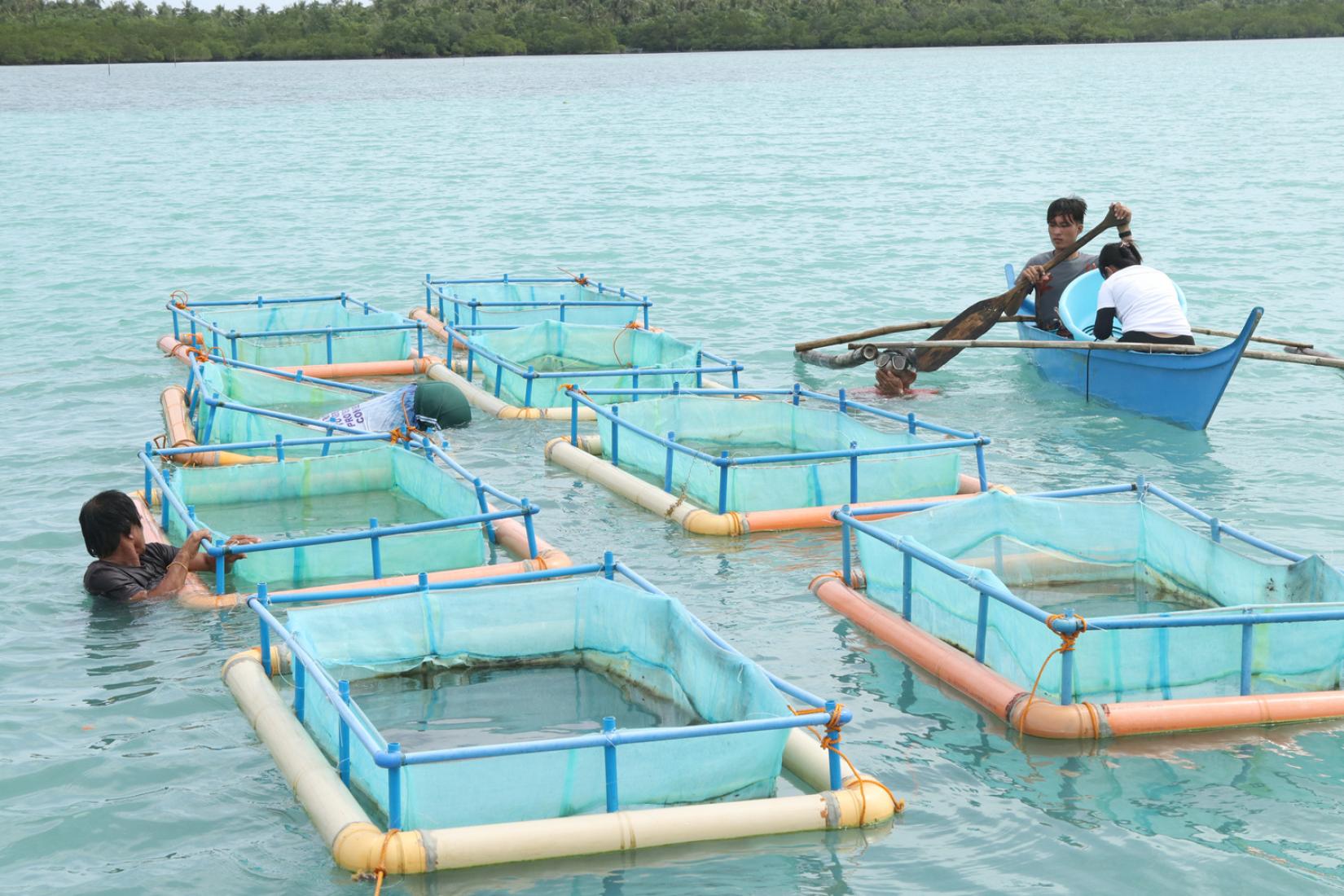 Sea cucumber ranchers working on floating hapas on Molocaboc Island, Sagay, Negros Occidental. 
