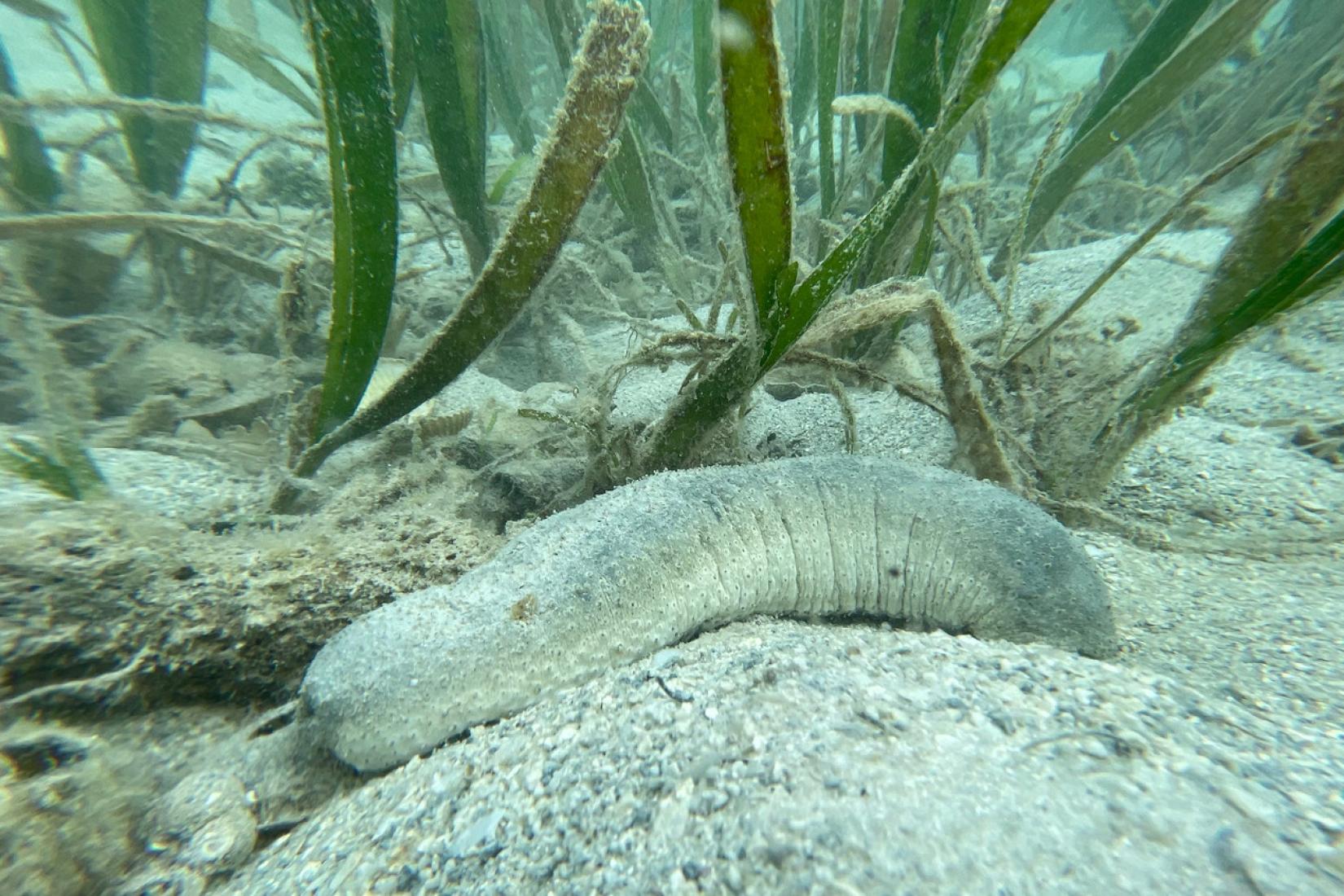 Sea cucumber or sandfish in Maliwaliw Island, Eastern Samar, Philippines.