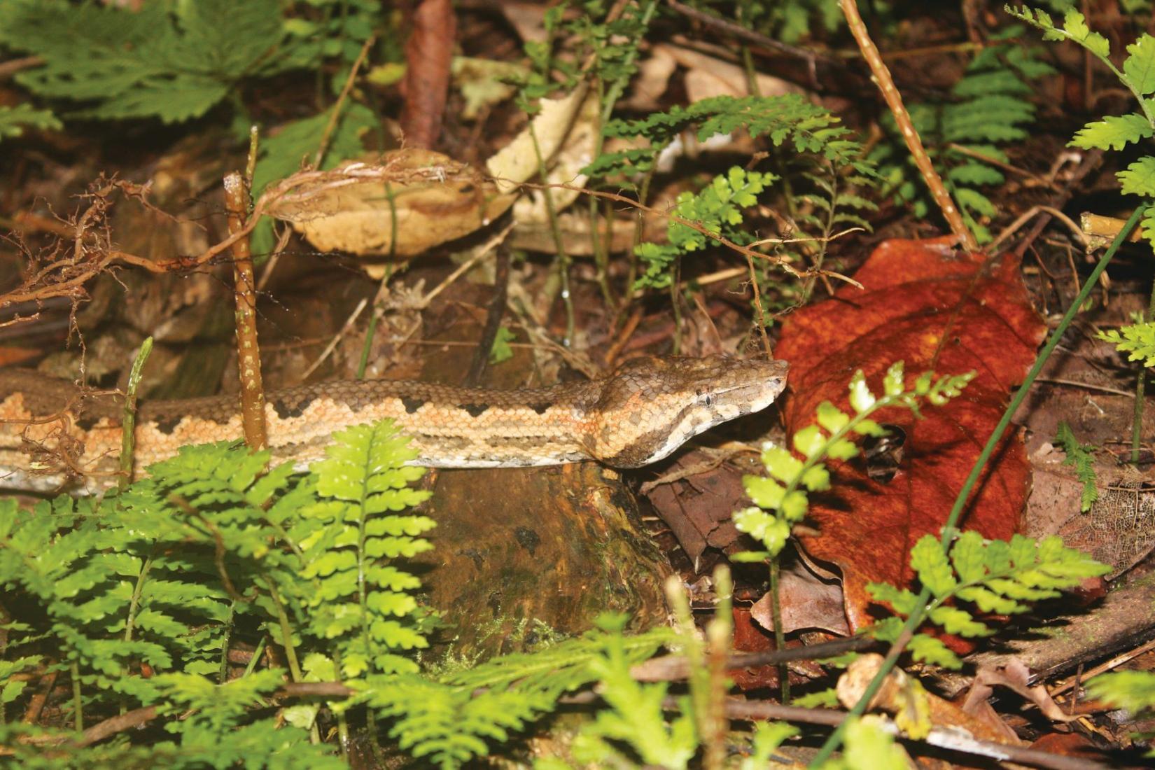 A Solomon’s Ground Boa (Candoia paulsoni)