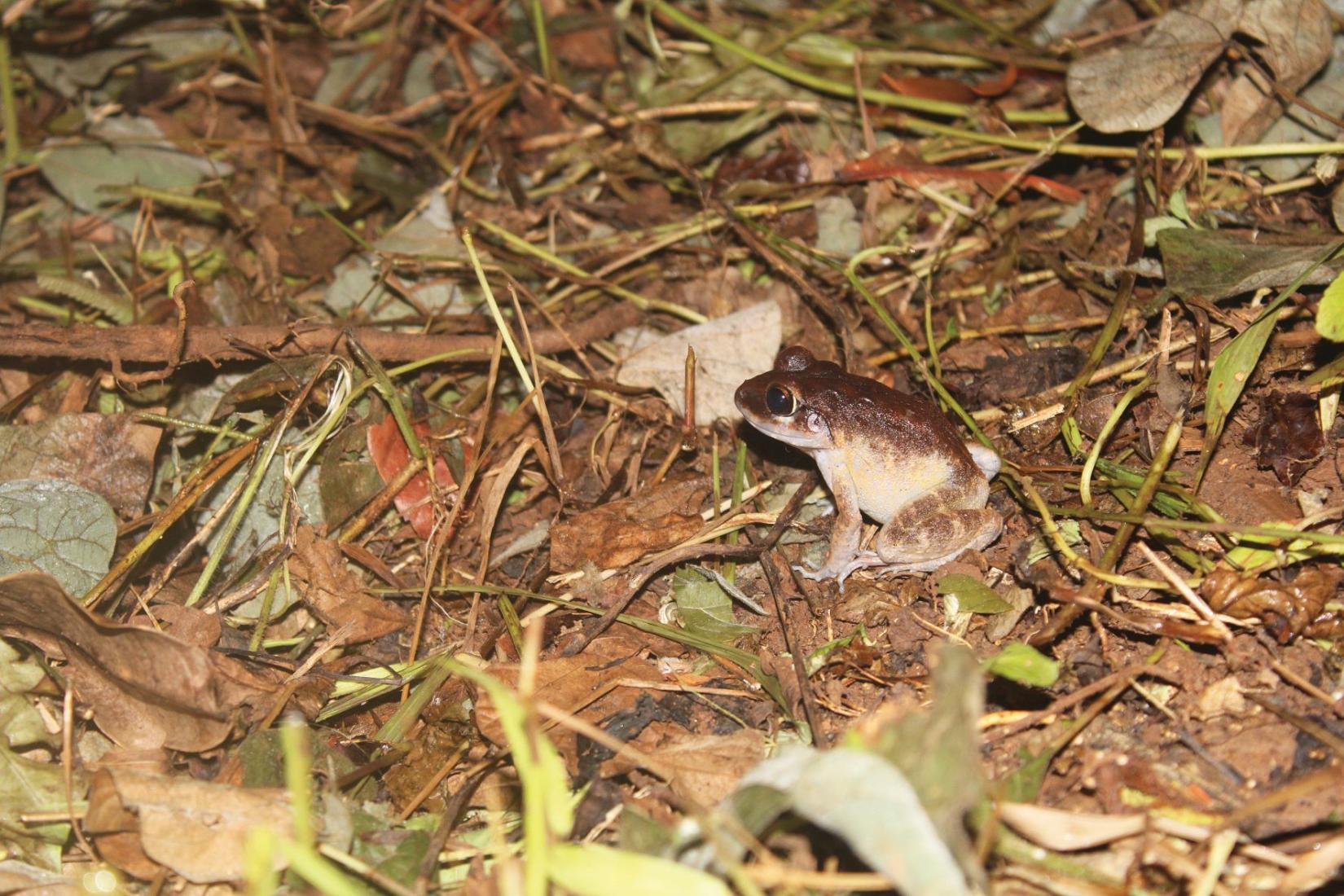 Solomons Wrinkled Ground Frog (Cornufer solomonis)
