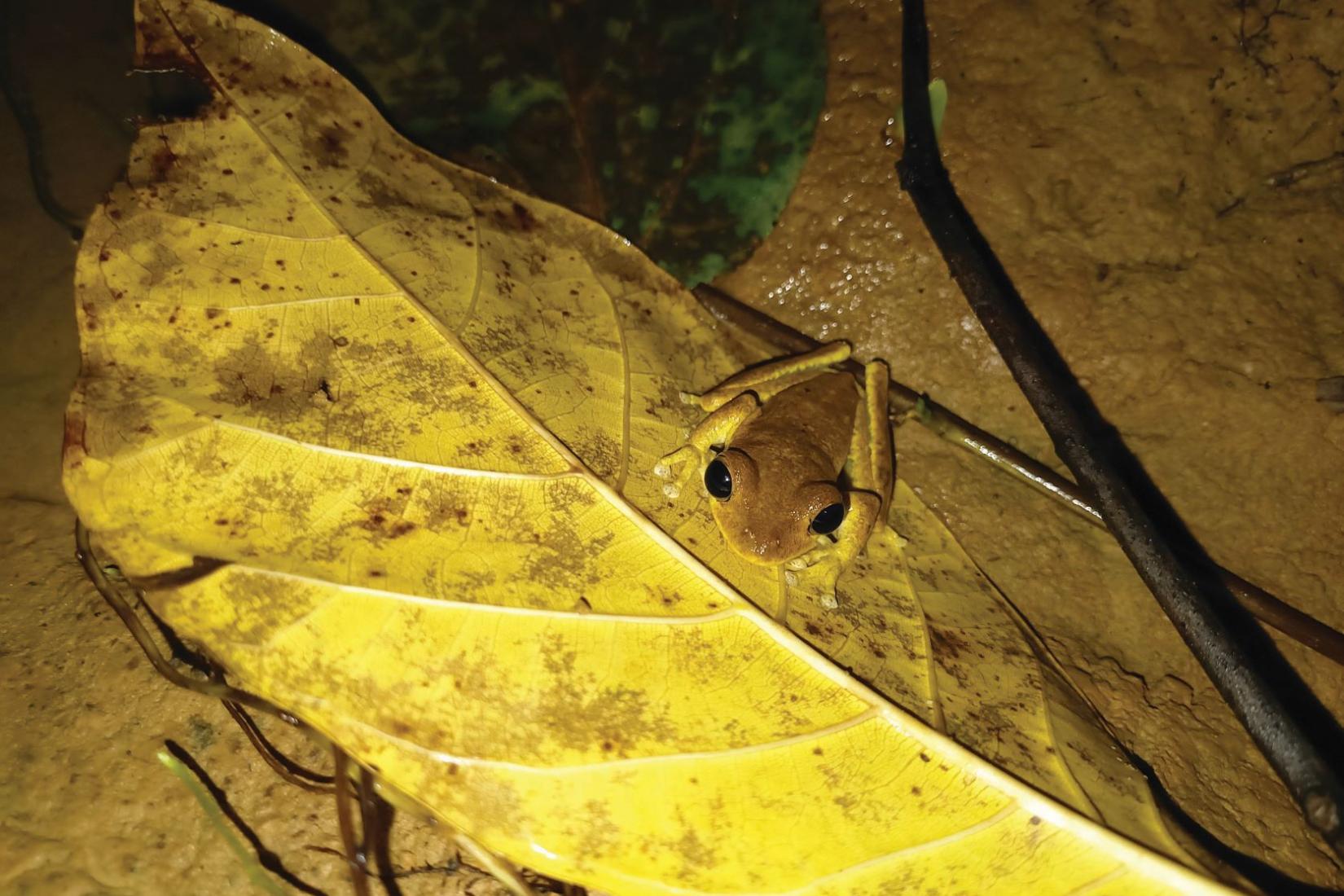 Treasury Island Tree Frog (Litoria thesaurensis). 