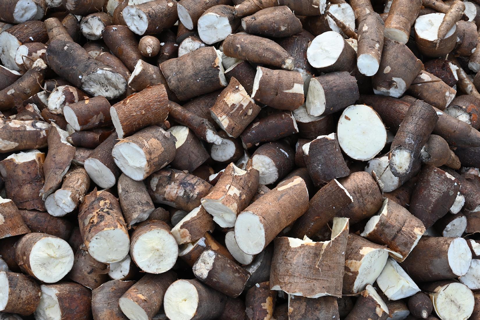 Freshly harvested cassava