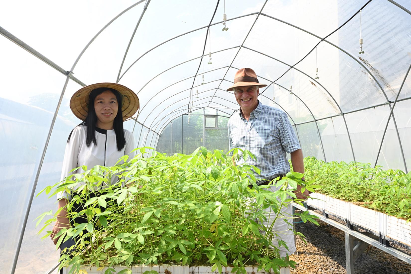 Two people next to cassava seedlings in a greenhouse
