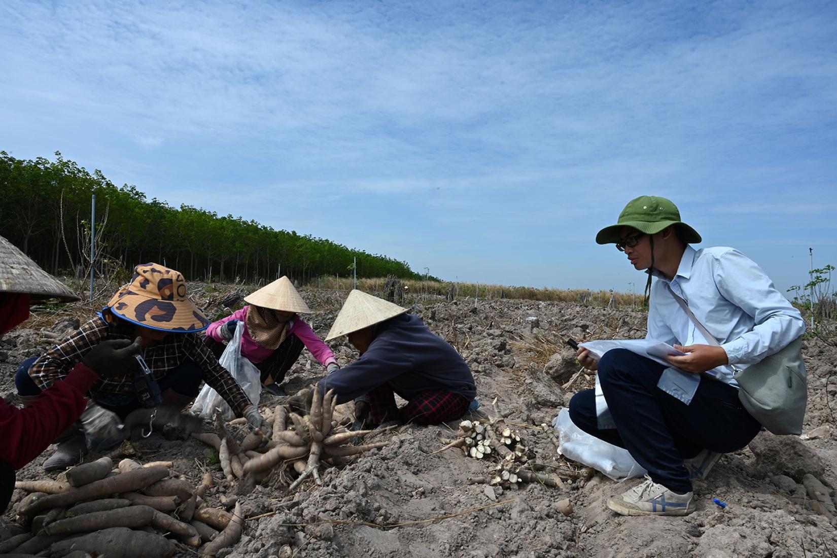 Researchers and farmers harvesting cassava