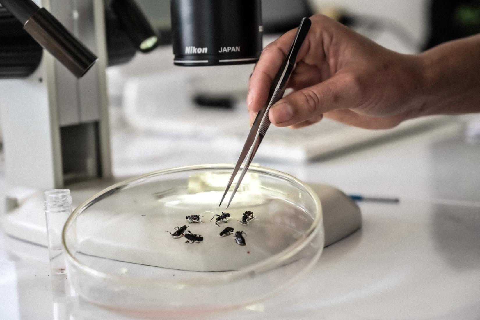 The ACIAR-funded laboratory is providing Laotian researchers with the resources they need to identify harmful pests.