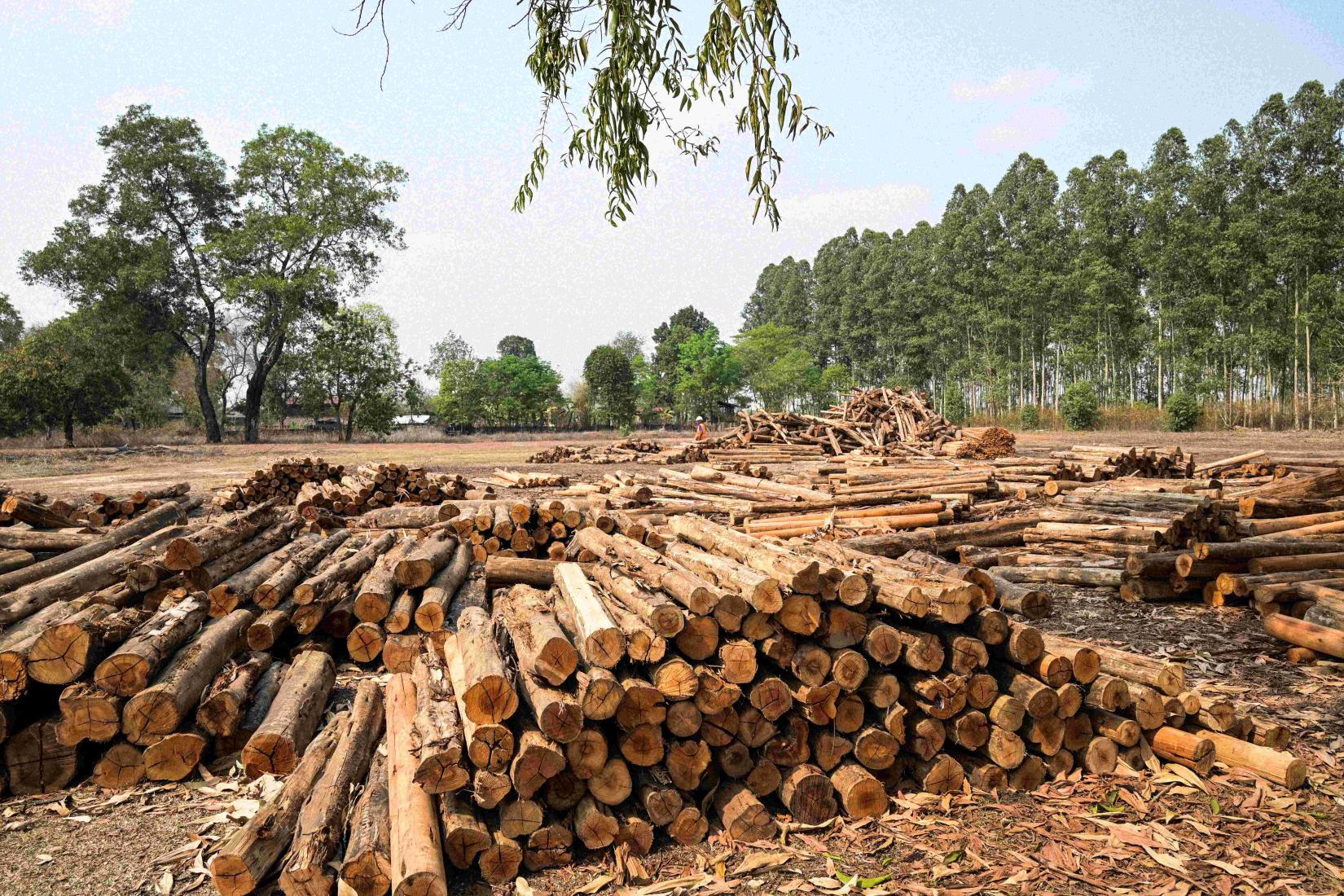 Logged eucalyptus trees at Burapha