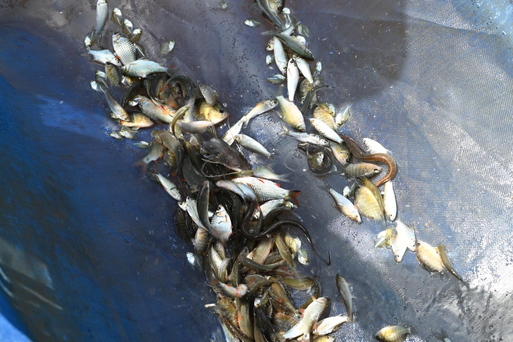 Wild-caught fish, especially small-bodied species, are a vital food source for rural Cambodian communities, providing essential nutrients and protein for families, particularly pregnant women and children.