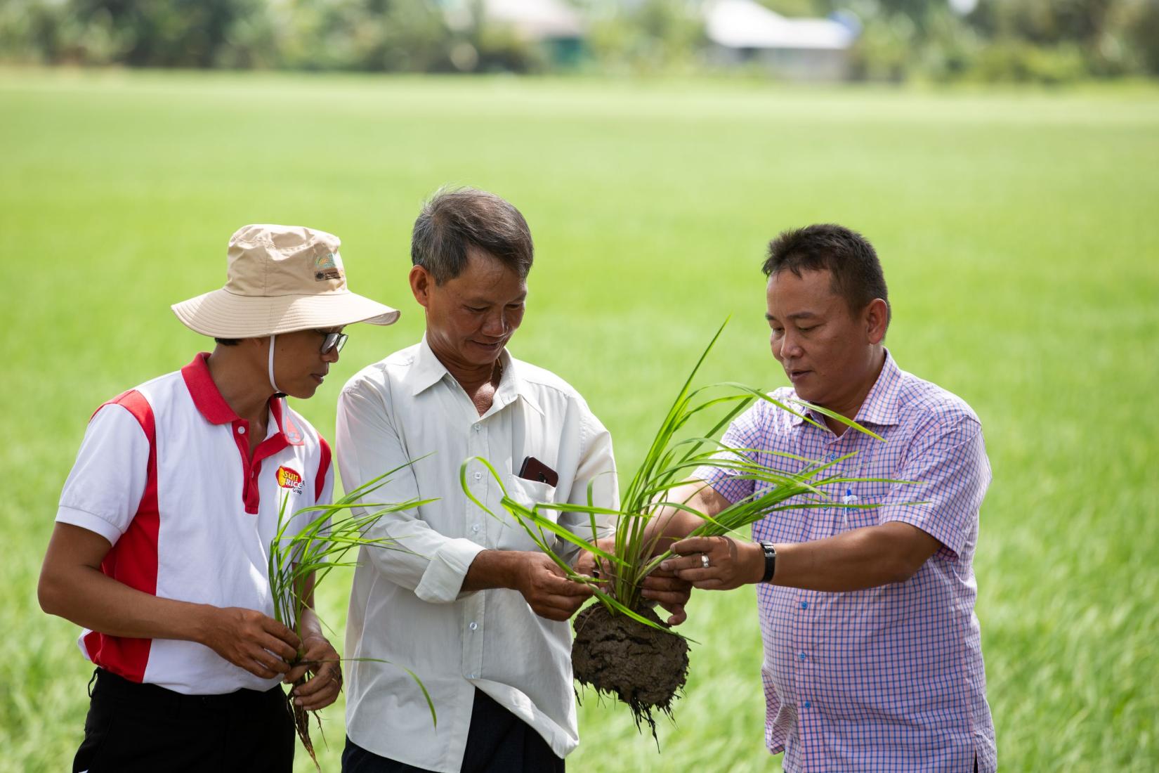 Three men in crop field inspecting the roots of a crop