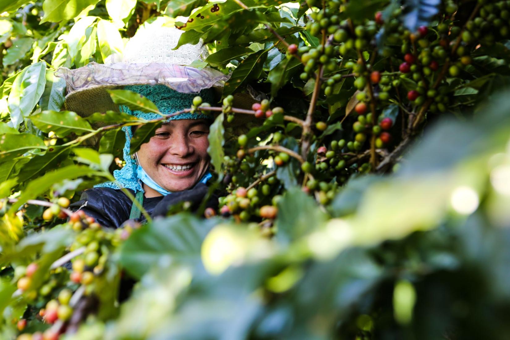 Women with large hat smiling picking coffee beans