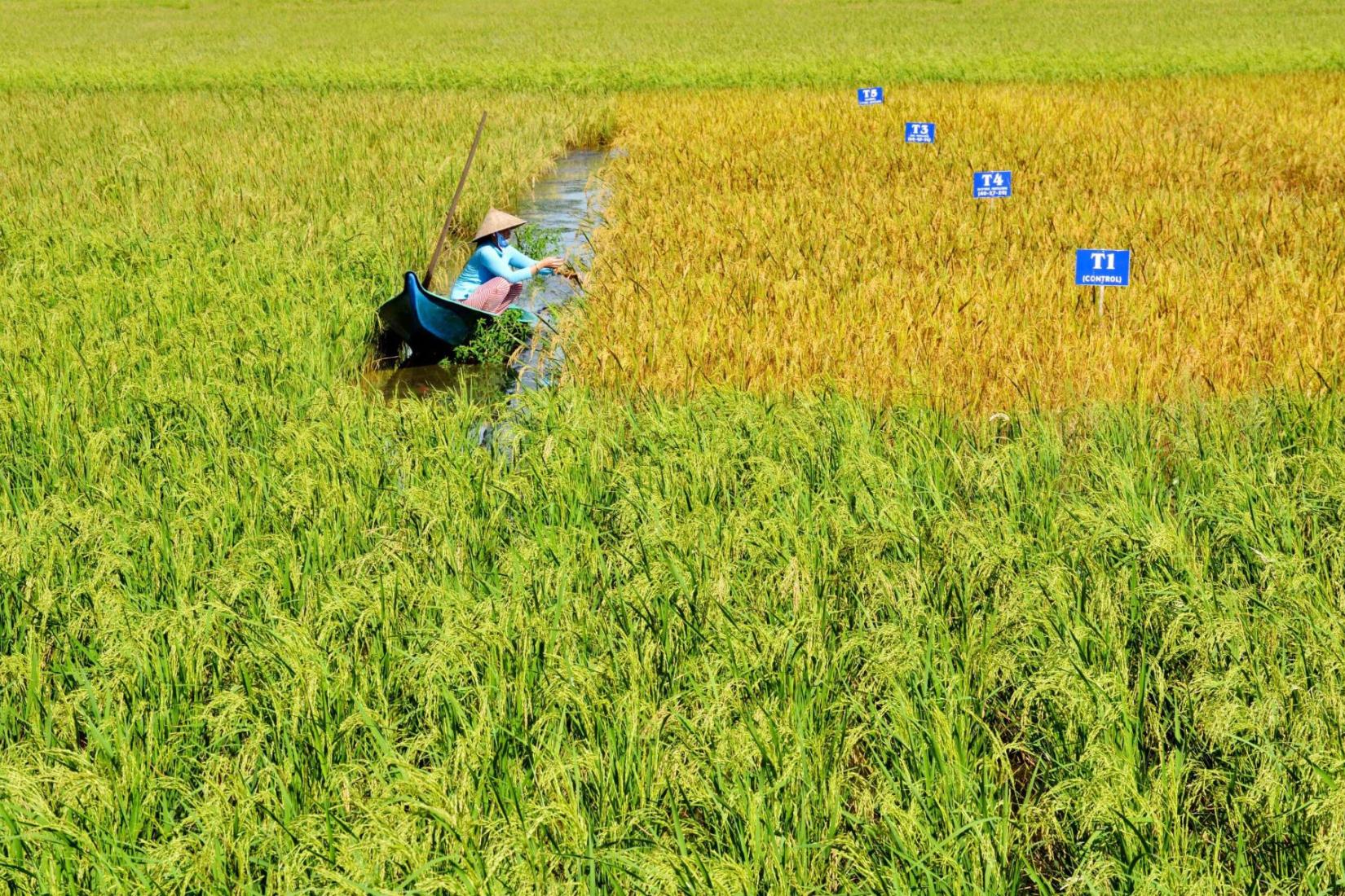 Farmer in canoe floating through rice paddy