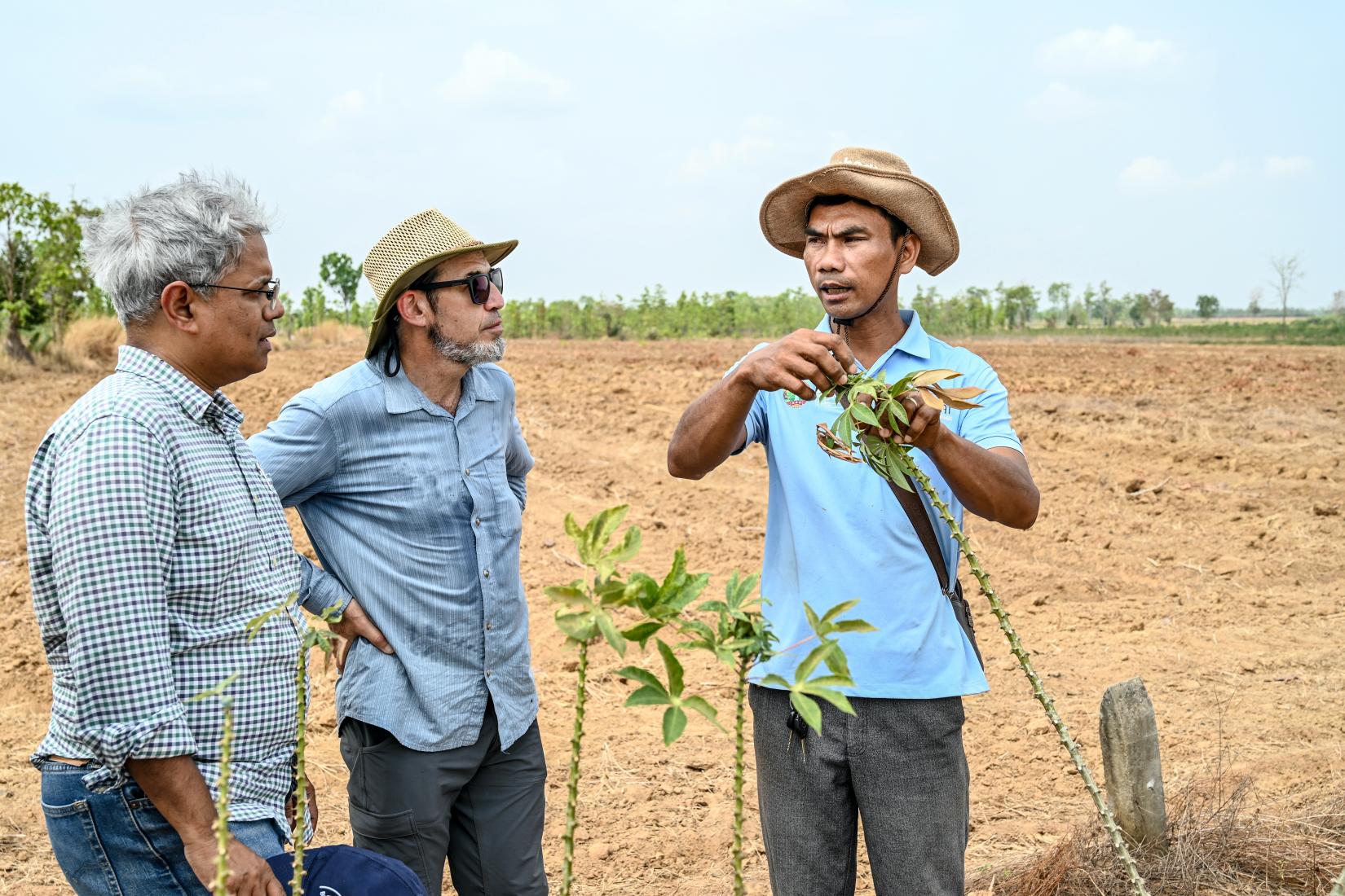 Man holding a cassava crop and talking about it with two other men standing in a field