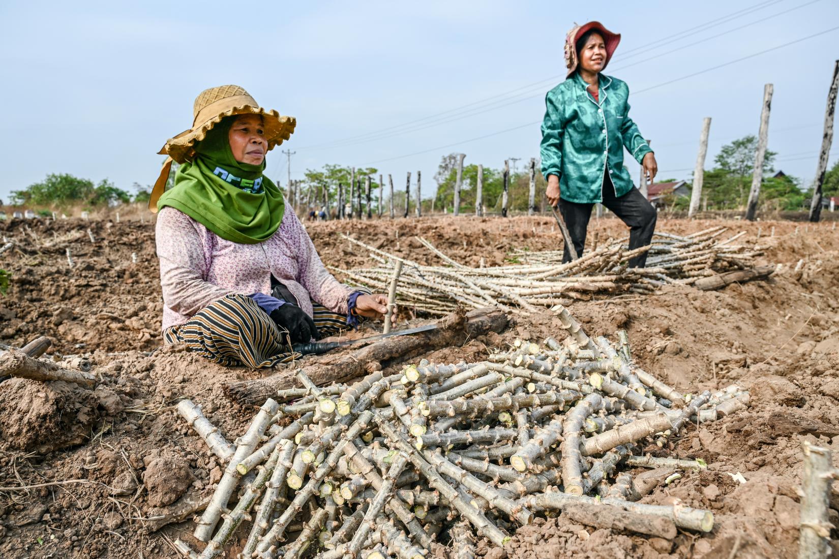 Two women farmers next to a crop of fresh harvested cassava