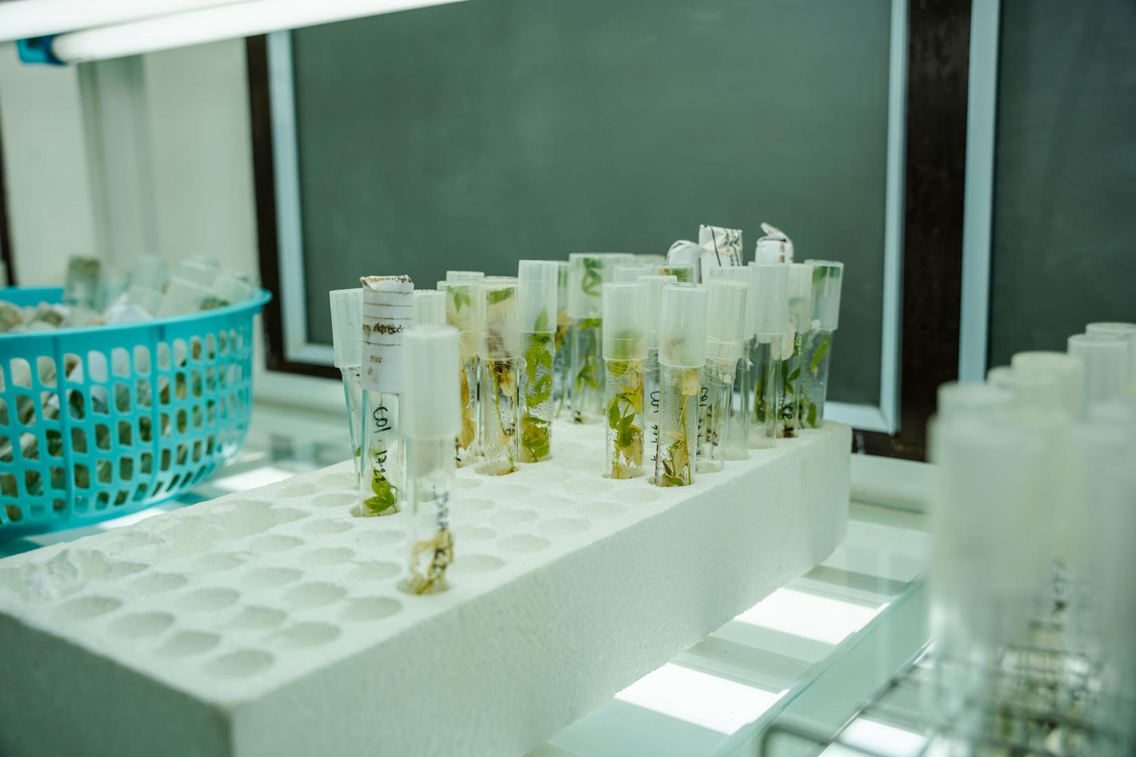 A tray of test tubes containing plantlets