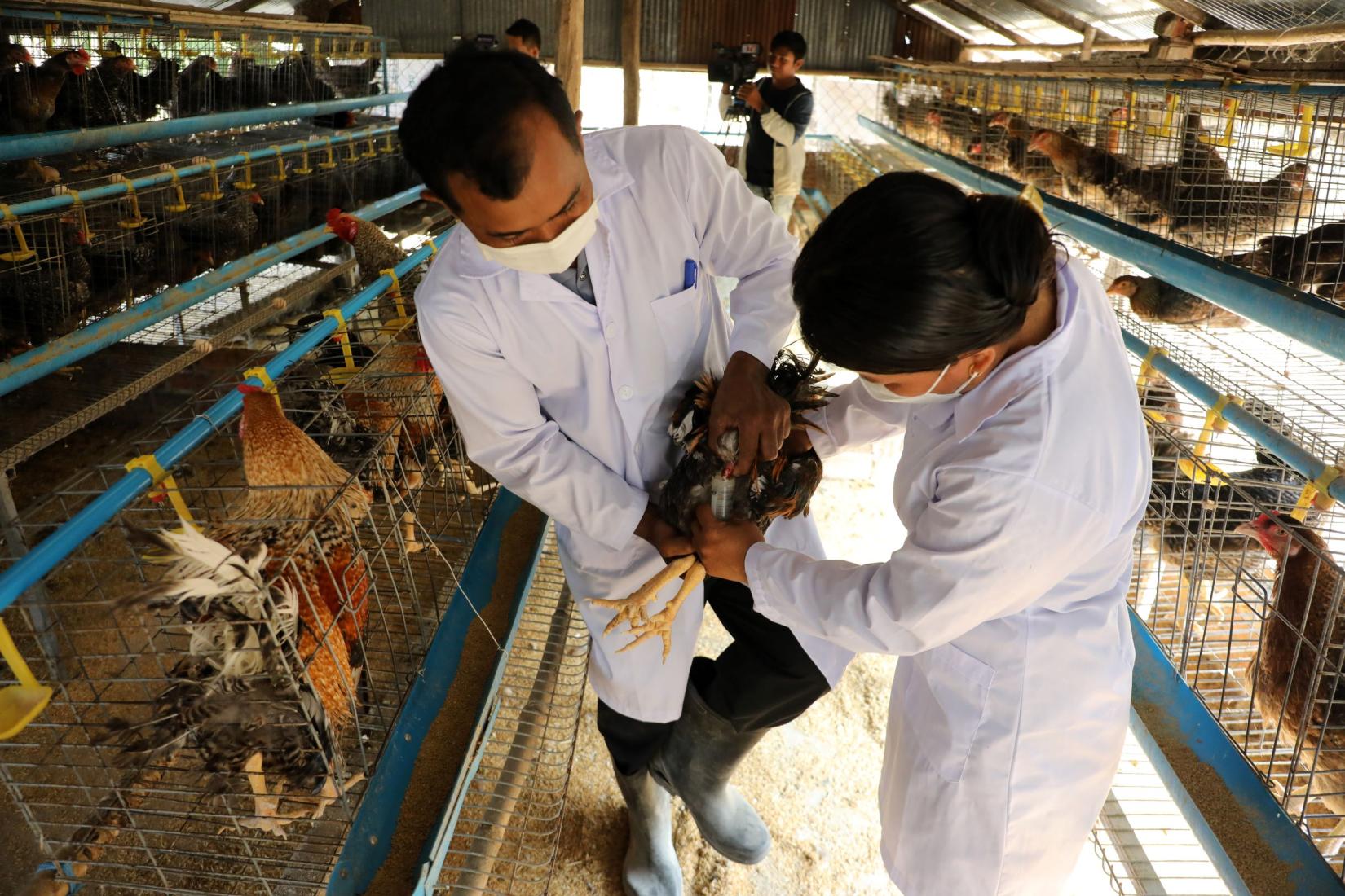 Two people in lab coats inspecting chickens in hatchery