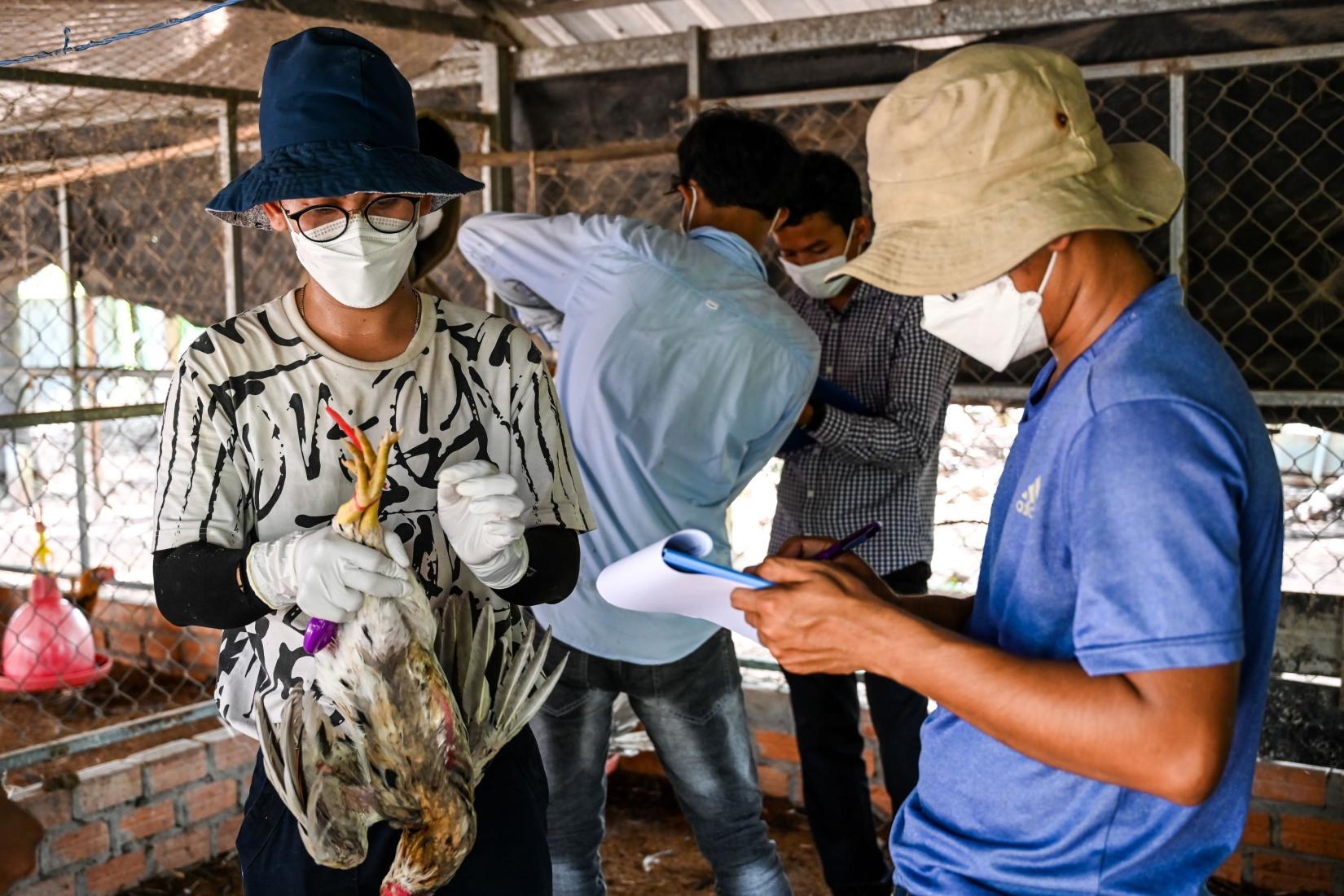 Twi people with masks inspecting chicken and looking at documentation. 