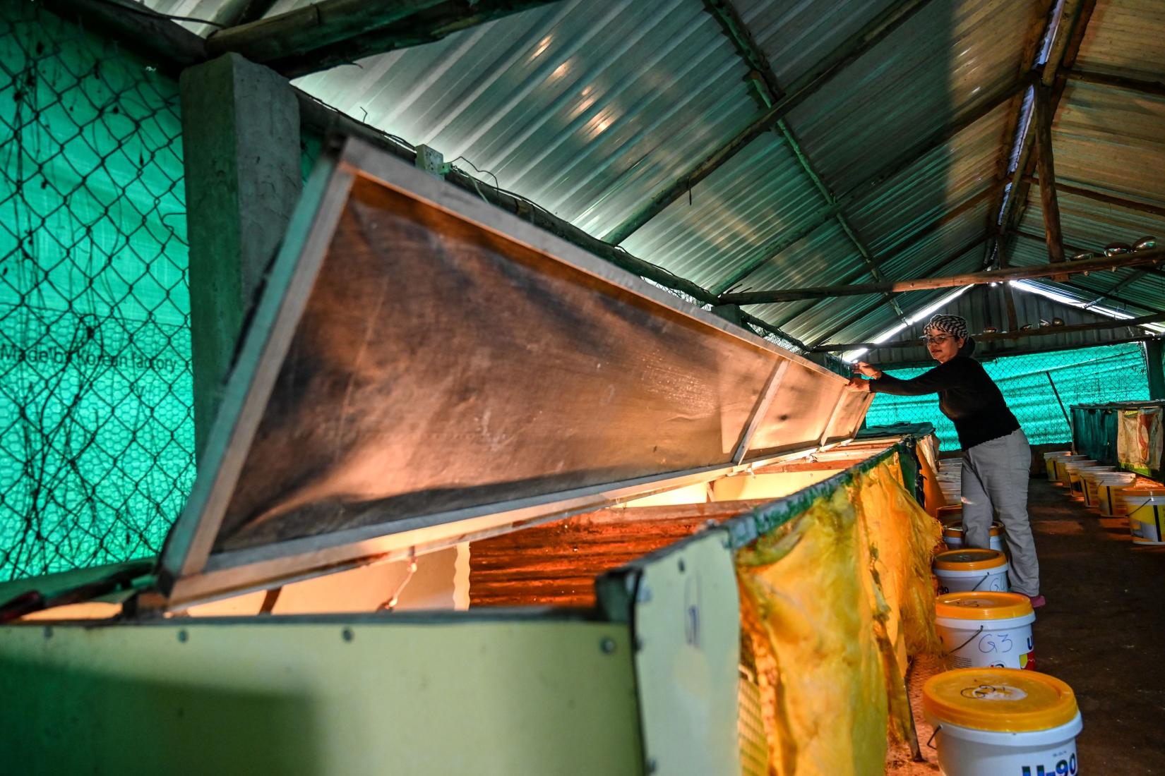 Women holding lid open to chicken hatchery.