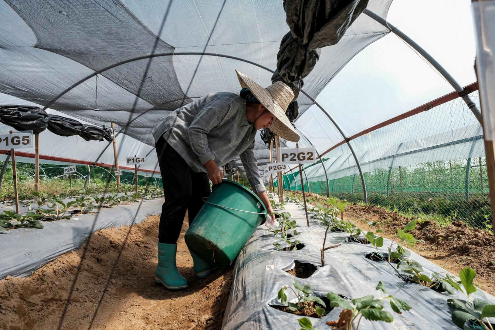Students from Visayas State University work on their experimental crops at a farm in Brgy Cabintan, Ormoc City.