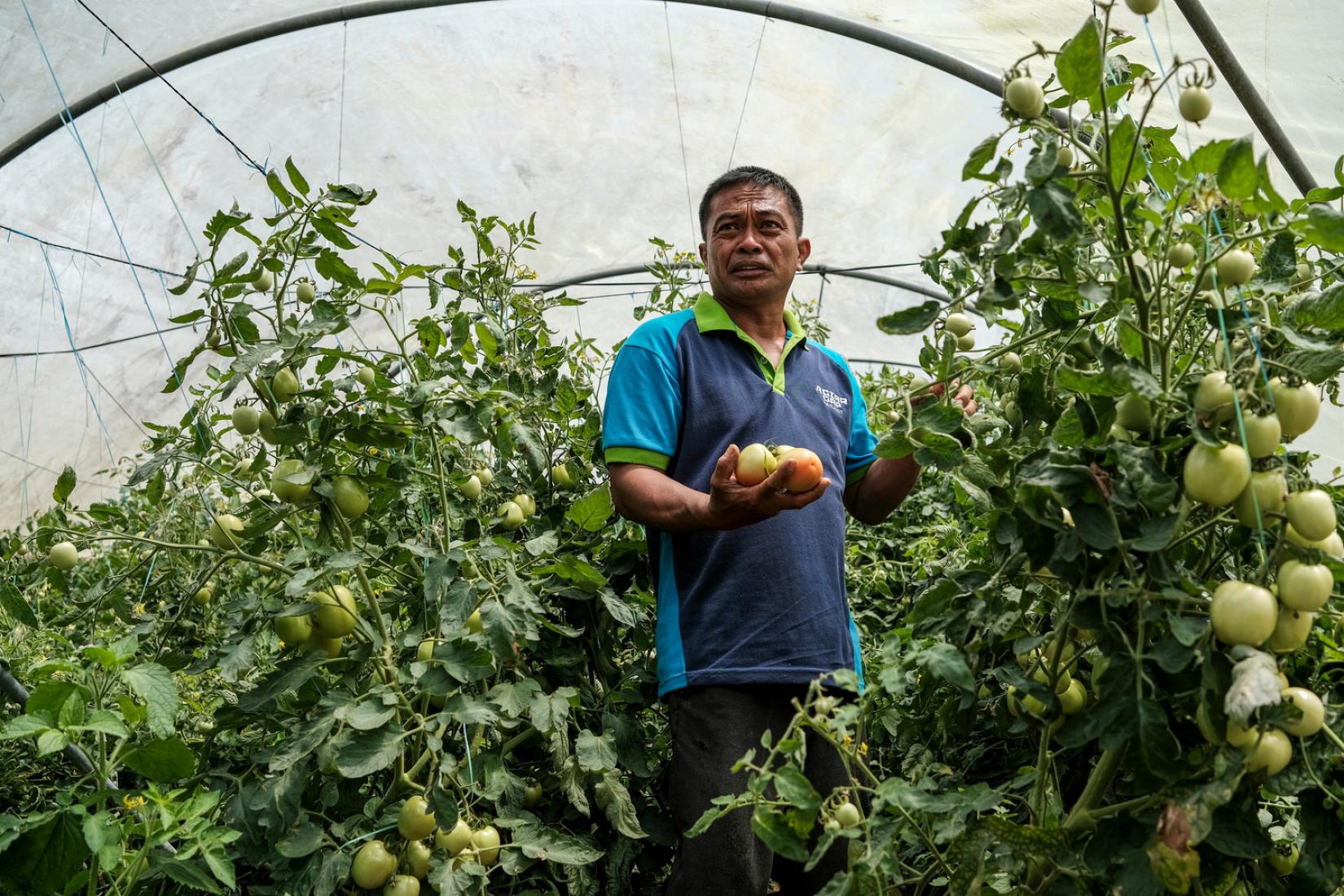 Inspecting tomatoes growing in a greenhouse at Cabintan, Leyte