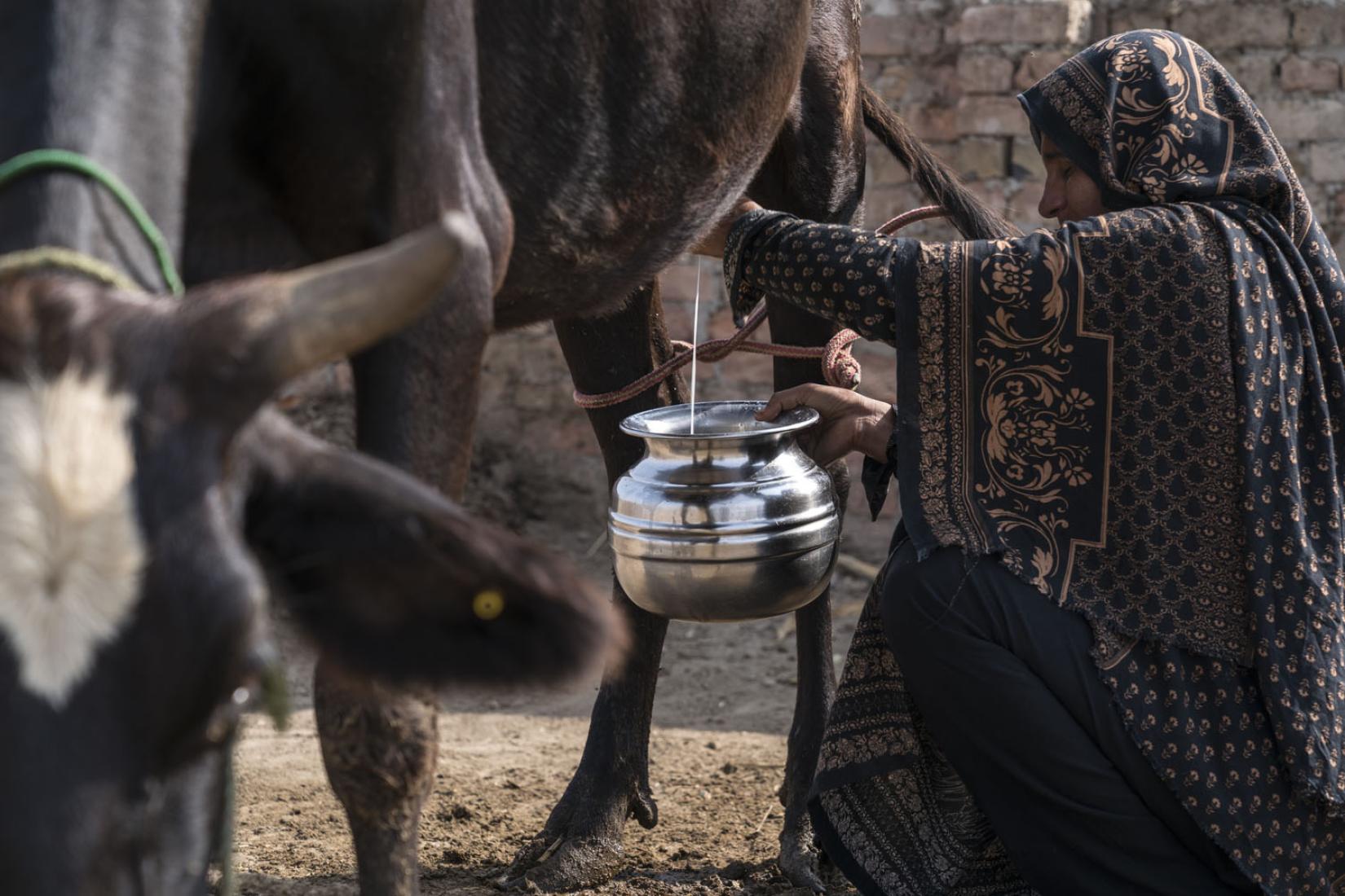 Dairy production in Pakistan increased, with women playing an important role in managing animal health. 