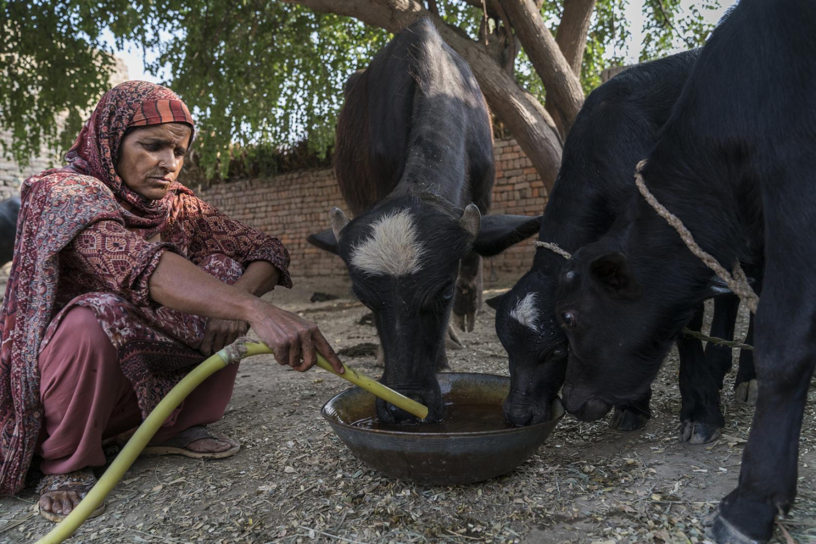 In 83D Village most families only receive electricity for a few hours each day. For Sarwar Bibi one of the most important tasks to do during this time is chopping fodder for her animals.