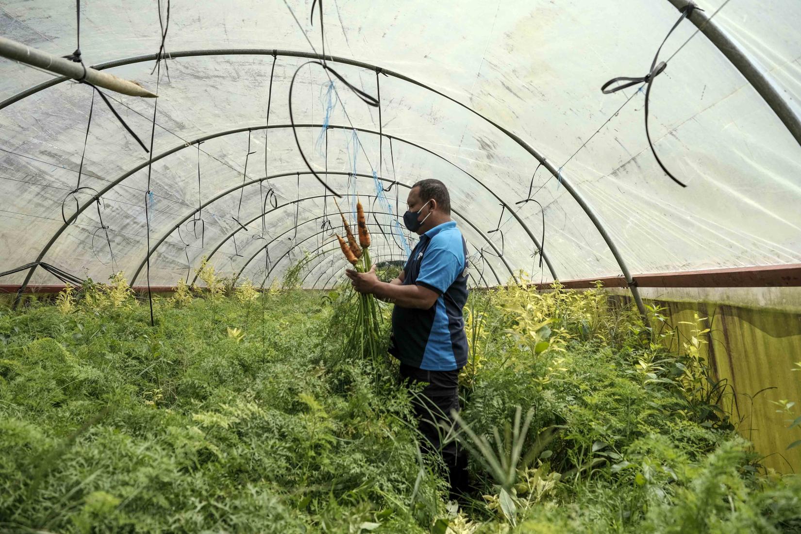 Inspecting a carrot crop growing in a greenhouse at Cabintan, Leyte