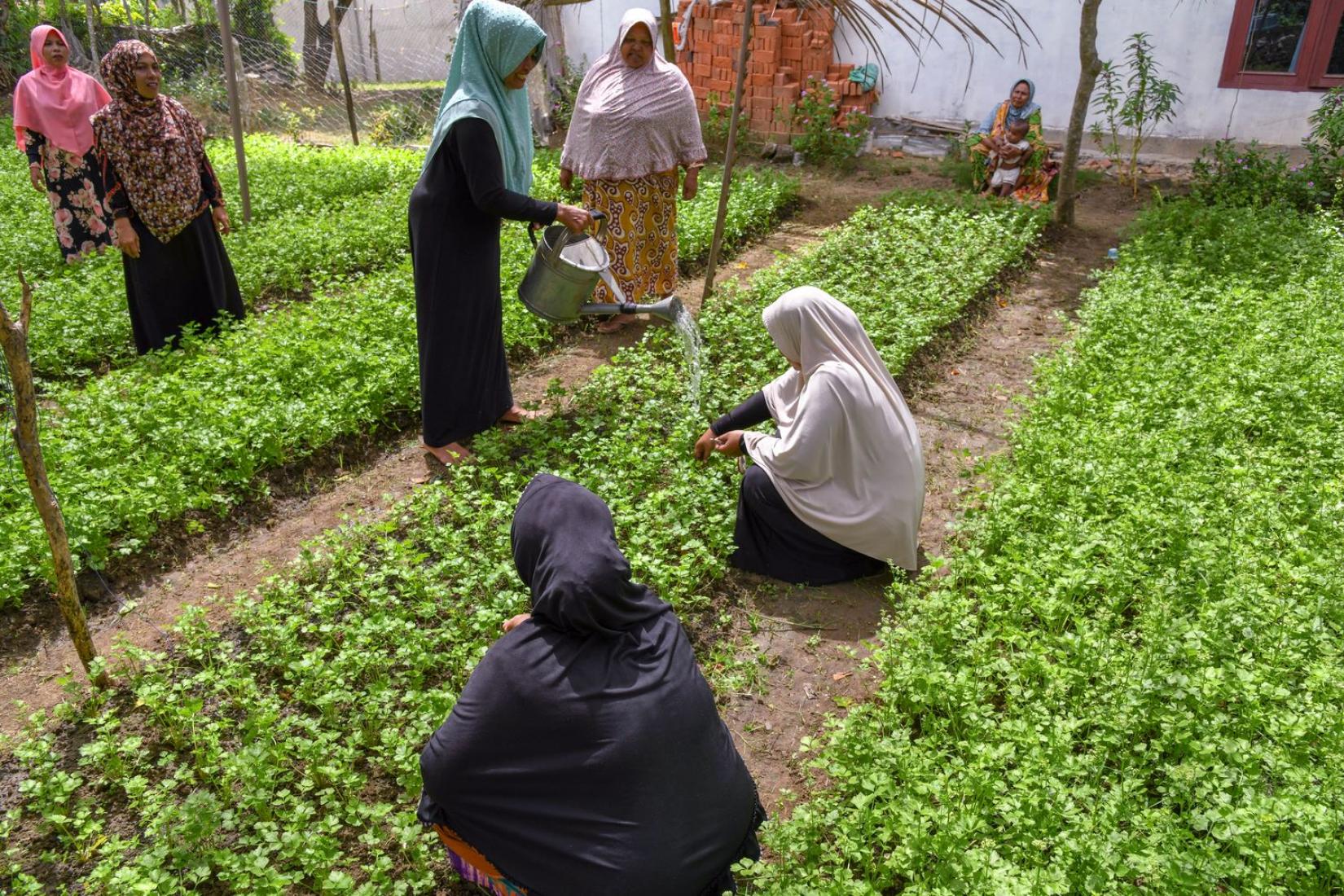 A group of women tending to crops