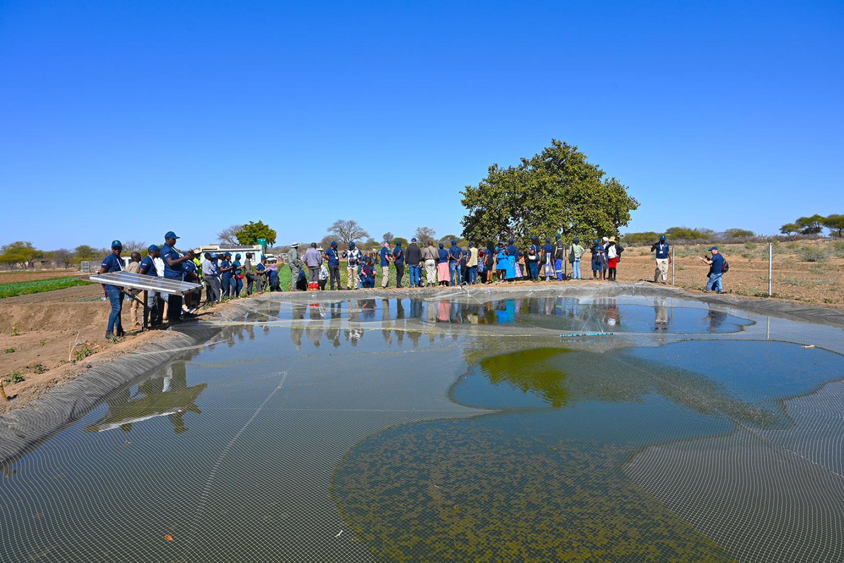 Fish pond whose nutrient rich water irrigates the farm