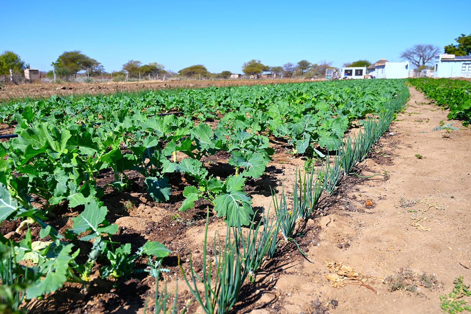 Healthy kale