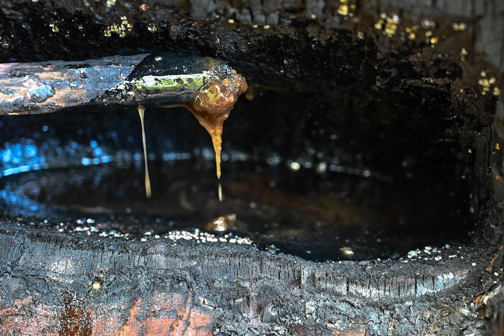 Resin extract