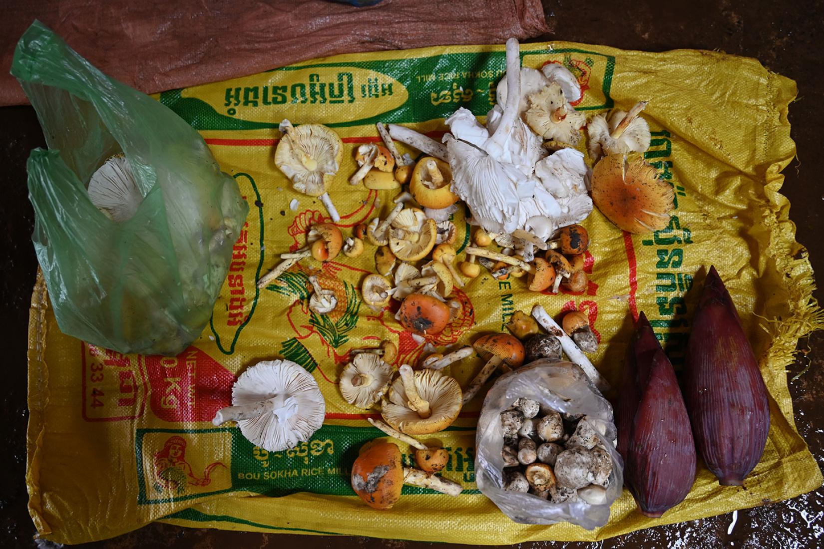 forest vegetables