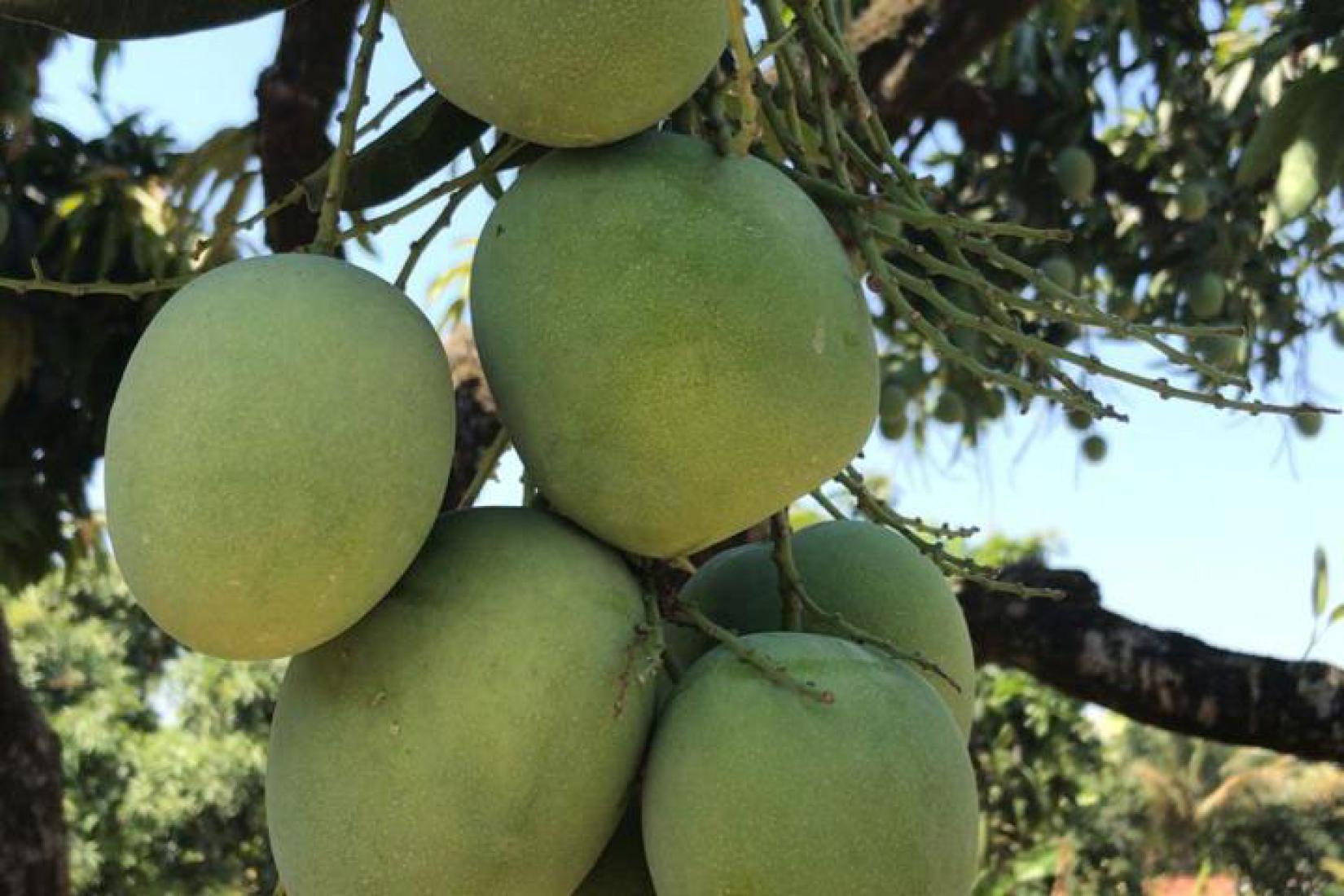 green mangoes