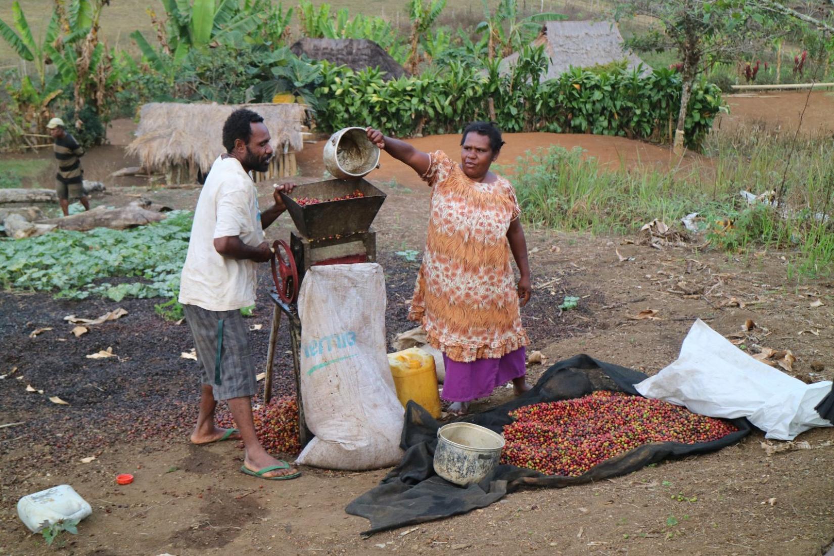 A woman and man pouring coffee berries into a machine. 