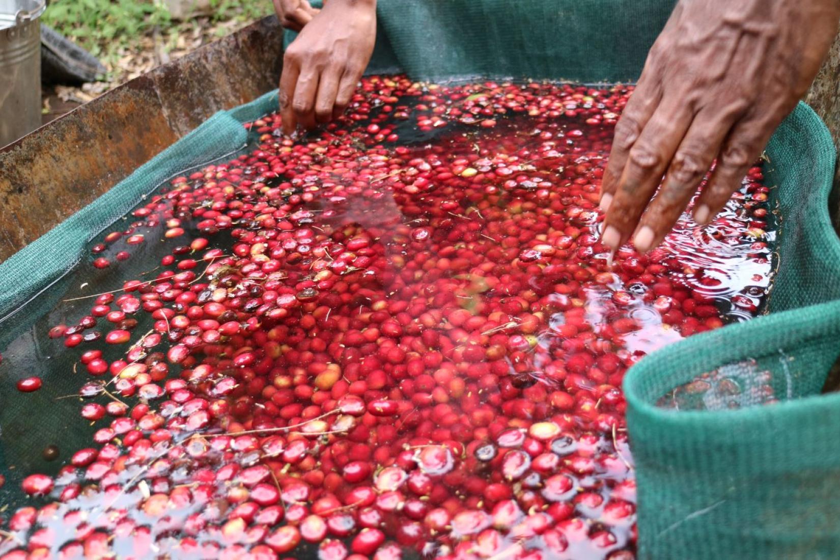 Coffee berries submerged in water. 
