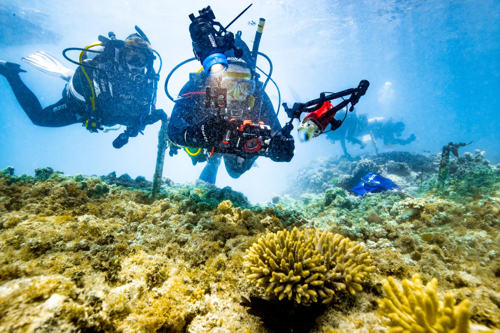 2 scuba divers under the water inspecting coral