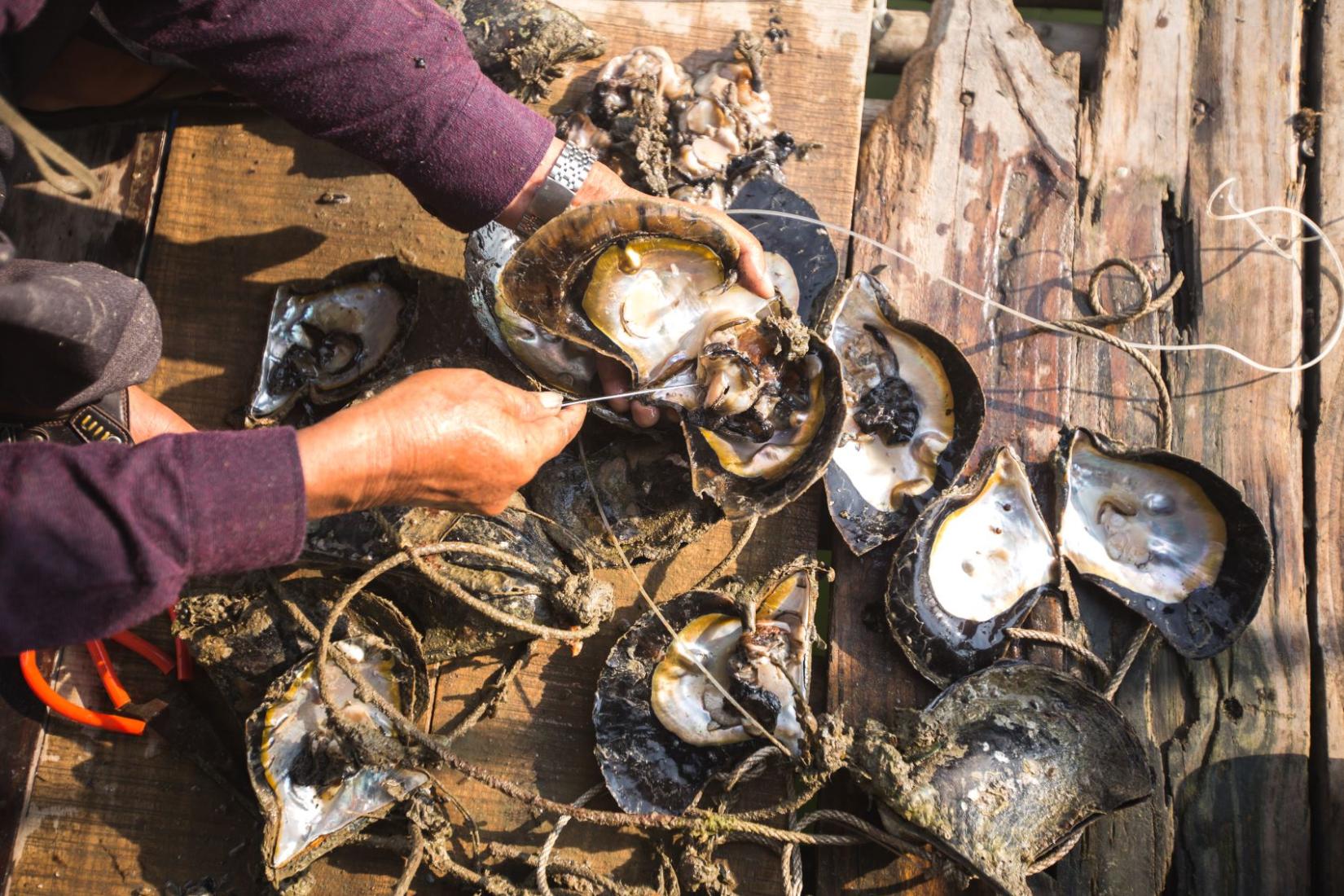 Pile of oysters