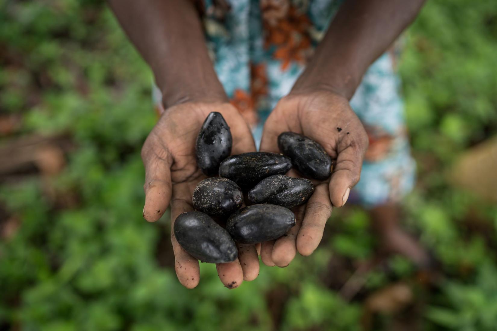 Outstretched hands holding galip nuts
