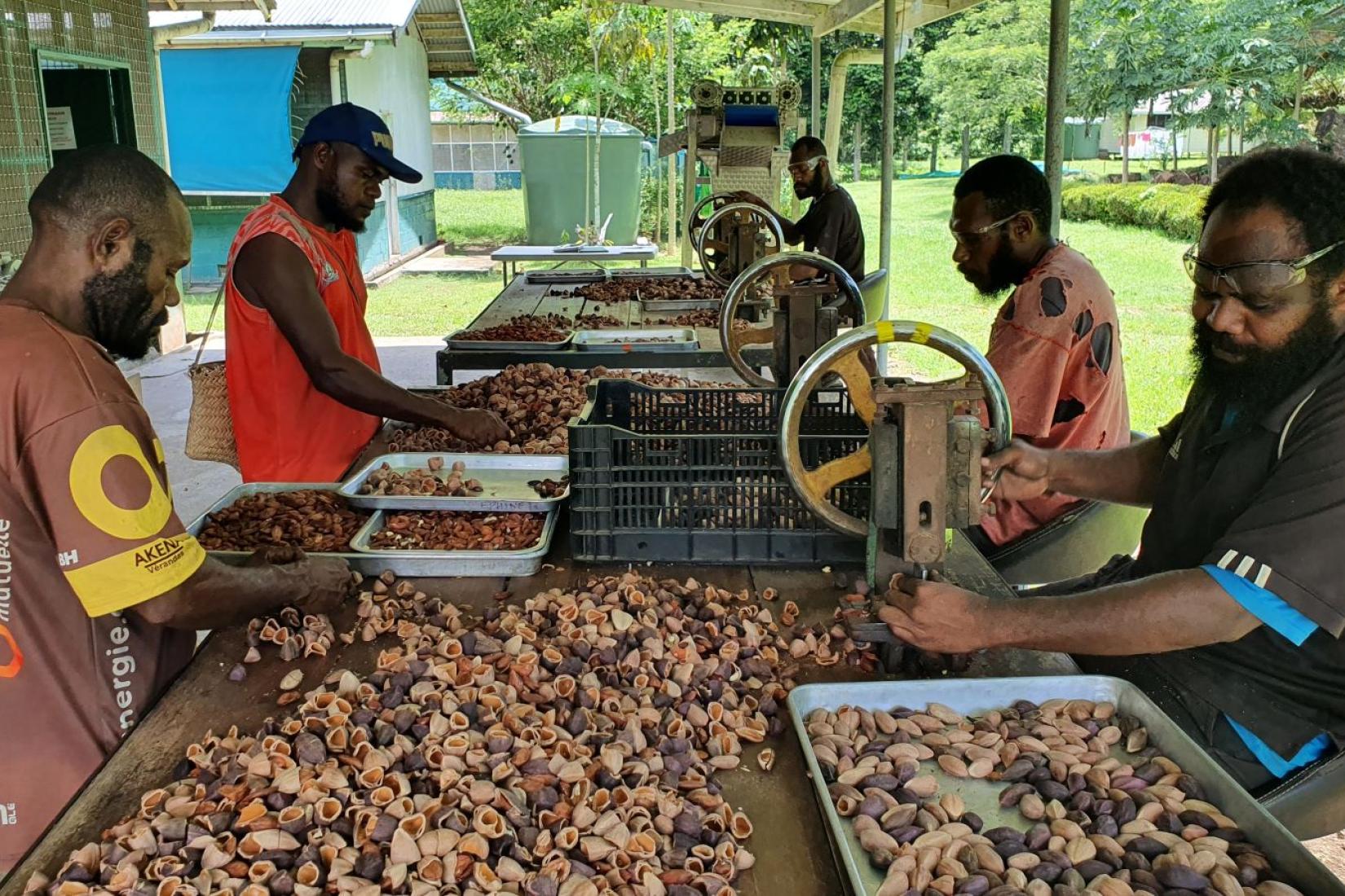 A group of men working on processing machines cracking nuts