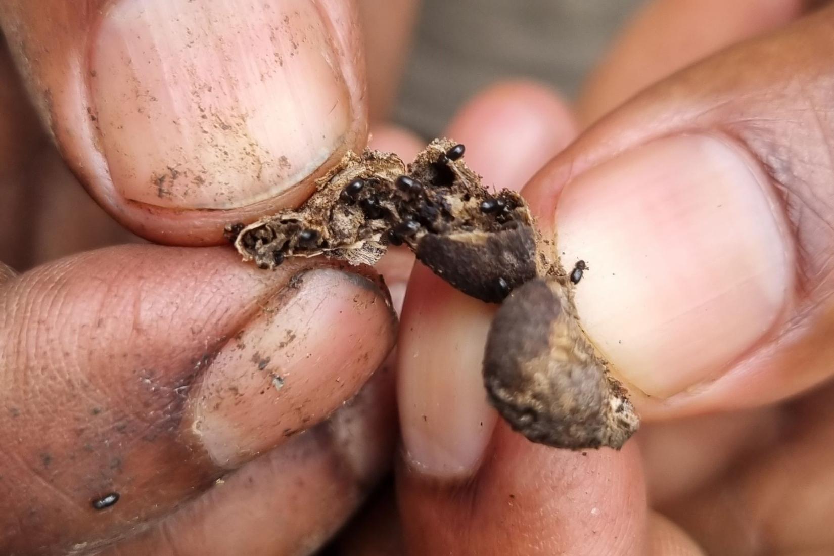 A close up of hands holding a coffee berry infected with small black bettles