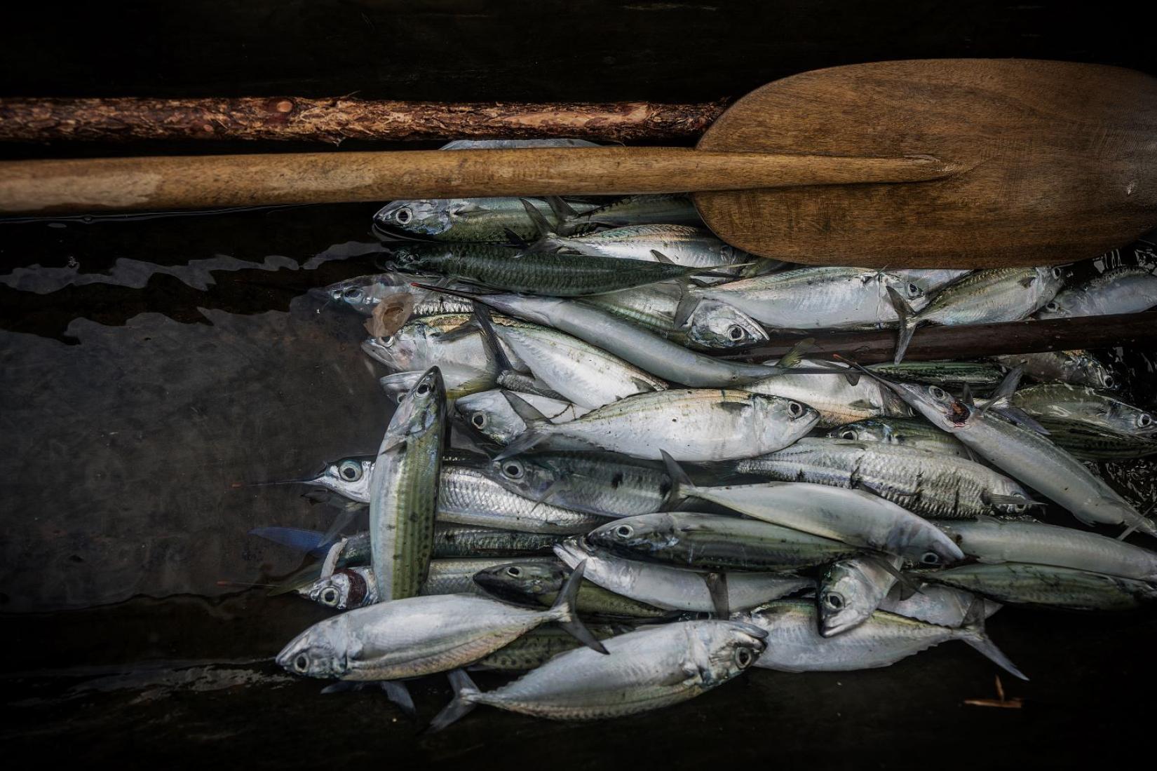 A pile of freshly caught fish lay on the floor of a canoe.